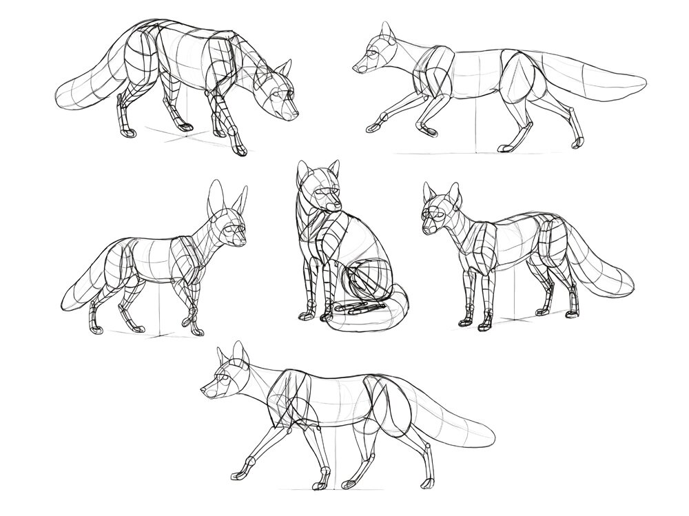 Understanding Anatomy - Perfect Your Fox Drawings!